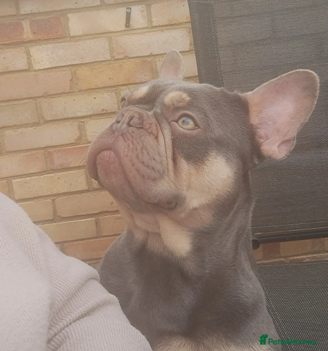 French Bulldog dogs for stud: Top Quality Stud RAMSGATE 🎯🎯 KC registered💣💣  in Ramsgate - Advert 9