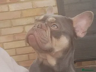French Bulldog dogs Top Quality Stud RAMSGATE 🎯🎯 KC registered💣💣 - Advert 24