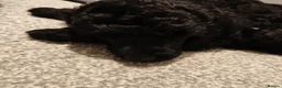 Miniature Poodle dogs for sale: Beautiful Minature Poodles - Advert 8