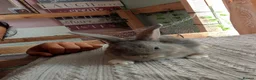 Mixed Breed rabbits for sale: RARE COLOURS - Beautiful baby rabbits  in Eastbourne - Advert 8