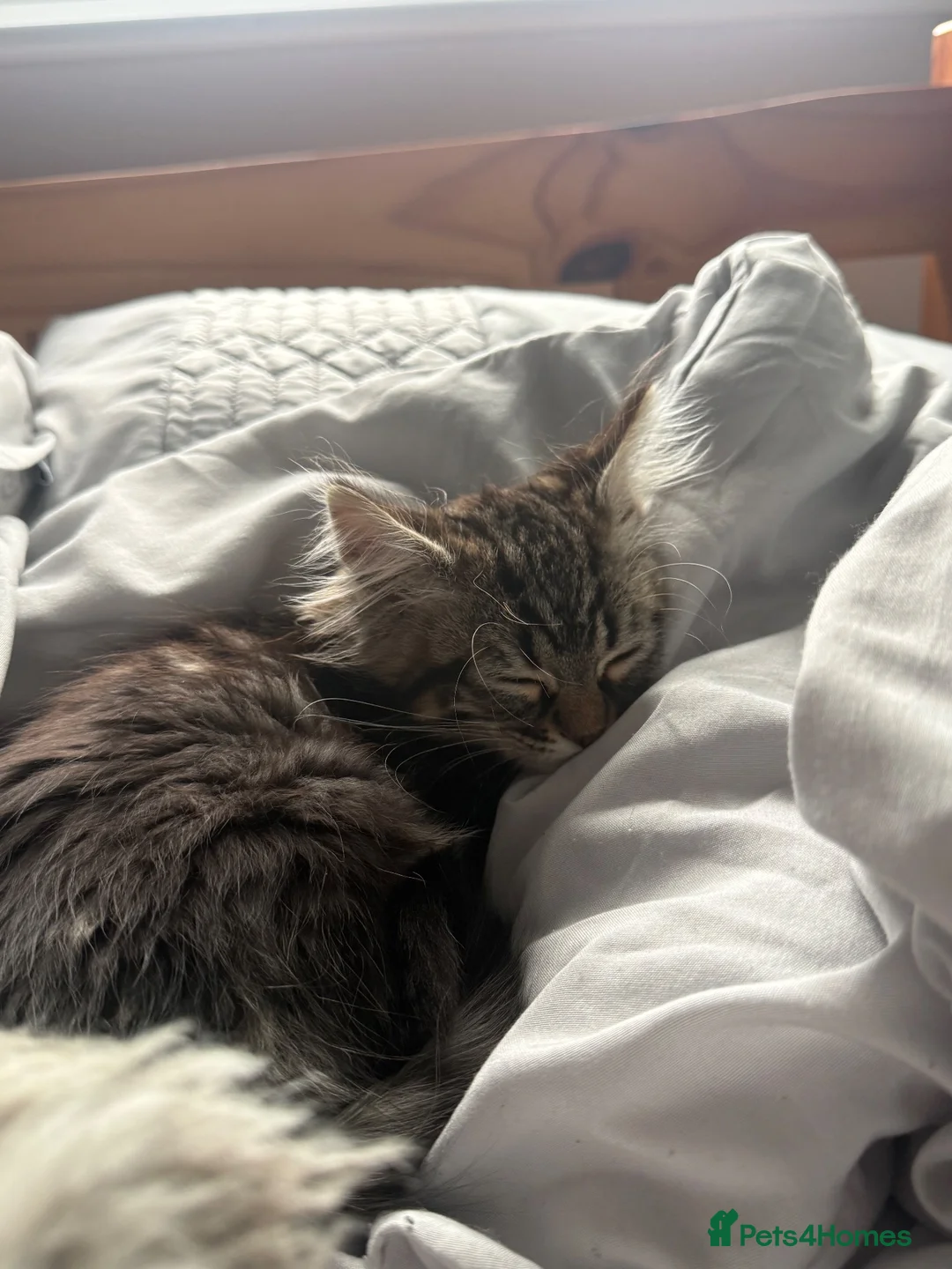Mixed Breed cats for sale: Chicken - Bengal x British Longhair 🐾🐈‍⬛ in Dewsbury - Advert 14