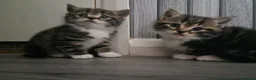 Mixed Breed cats for sale: Adorable little girls are looking for new home - Advert 5