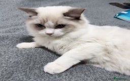 Ragdoll cats for sale: A Ragdoll boy - Image 2
