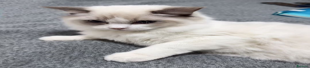 Ragdoll Kitten 1
