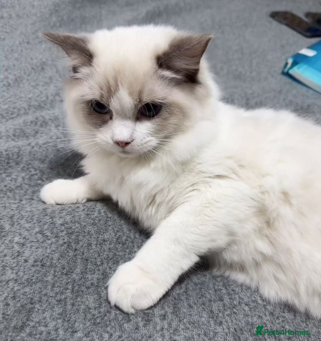 Ragdoll cats for sale: A Ragdoll boy - Image 2