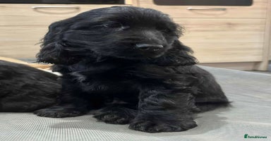 Cocker Spaniel dogs *READY NOW* 1 LEFT KC Show Cocker Spaniel Puppies - Advert 10