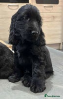 Cocker Spaniel dogs *READY NOW* 1 LEFT KC Show Cocker Spaniel Puppies - Advert 9