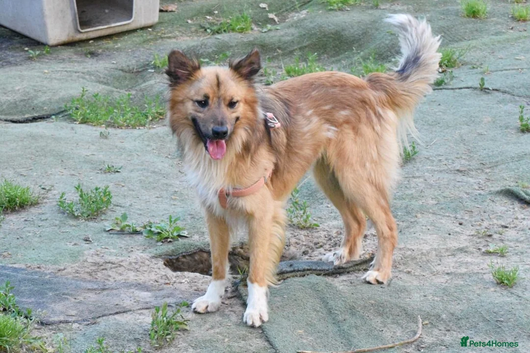 Mixed Breed dogs for adoption: Balto in Tonypandy - Advert 6