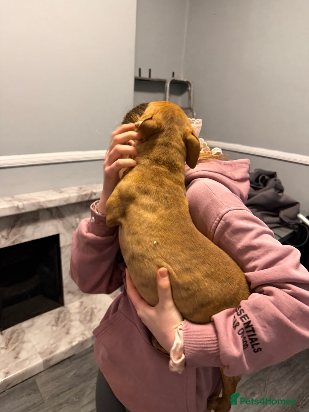 Staffordshire Bull Terrier dogs for sale: Female staff puppy - Advert 20