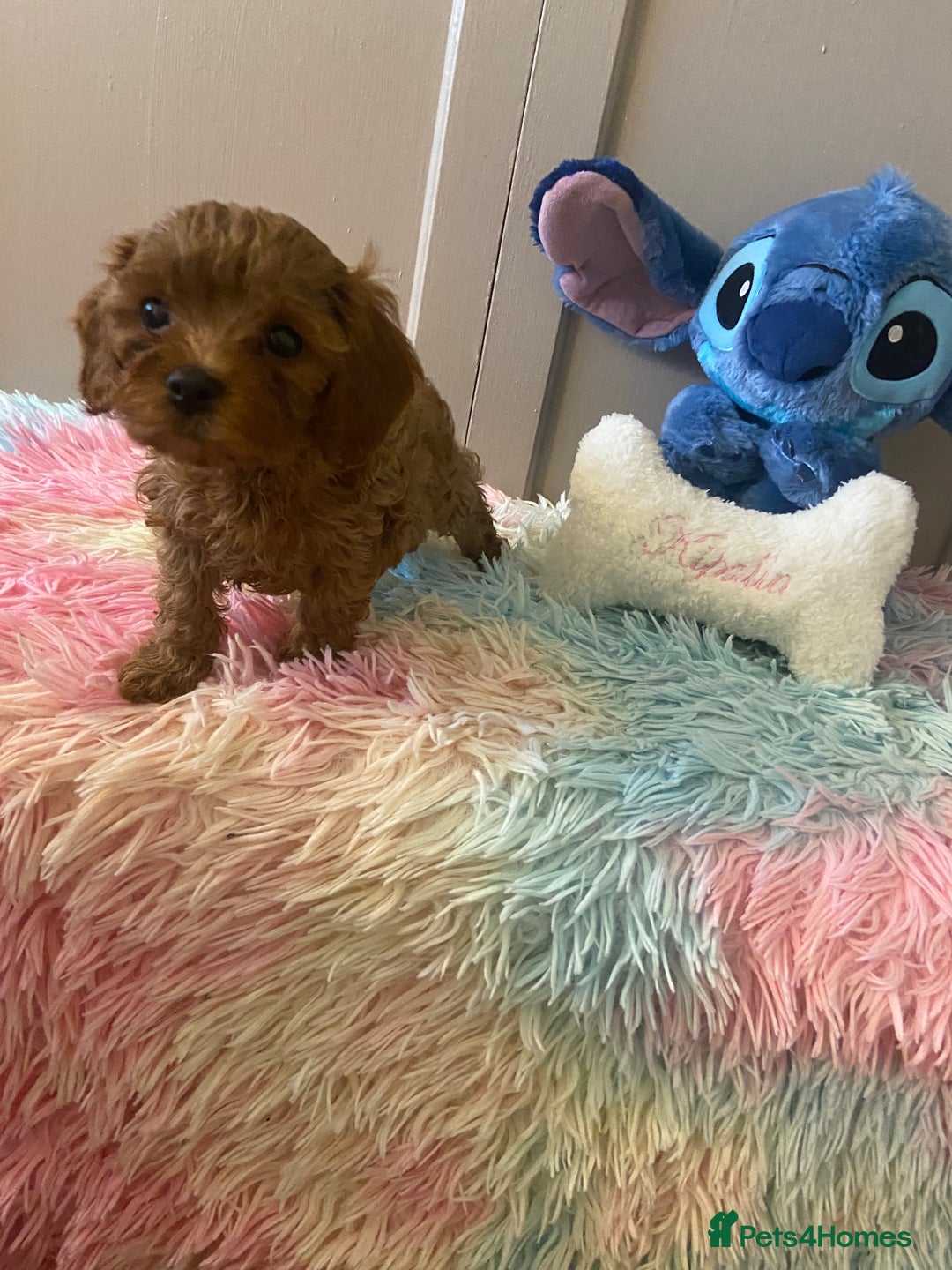 Cavapoo dogs for sale: Gorgeous F2 cavapoo girls - Image 6