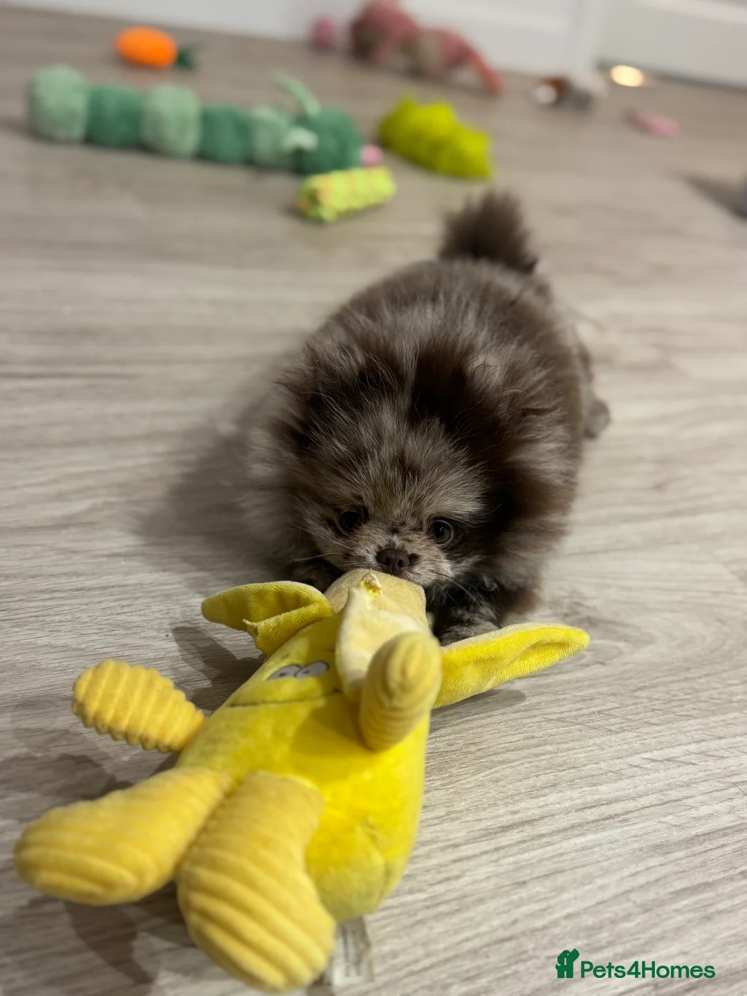 Pomeranian dogs for sale: Exotic Merle Pomeranian Puppy  Rare Colour, - Advert 6