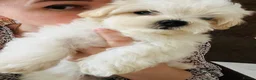 Maltese dogs for sale: Maltese-small size/hypoallergenic 3 boys-left! - Advert 5