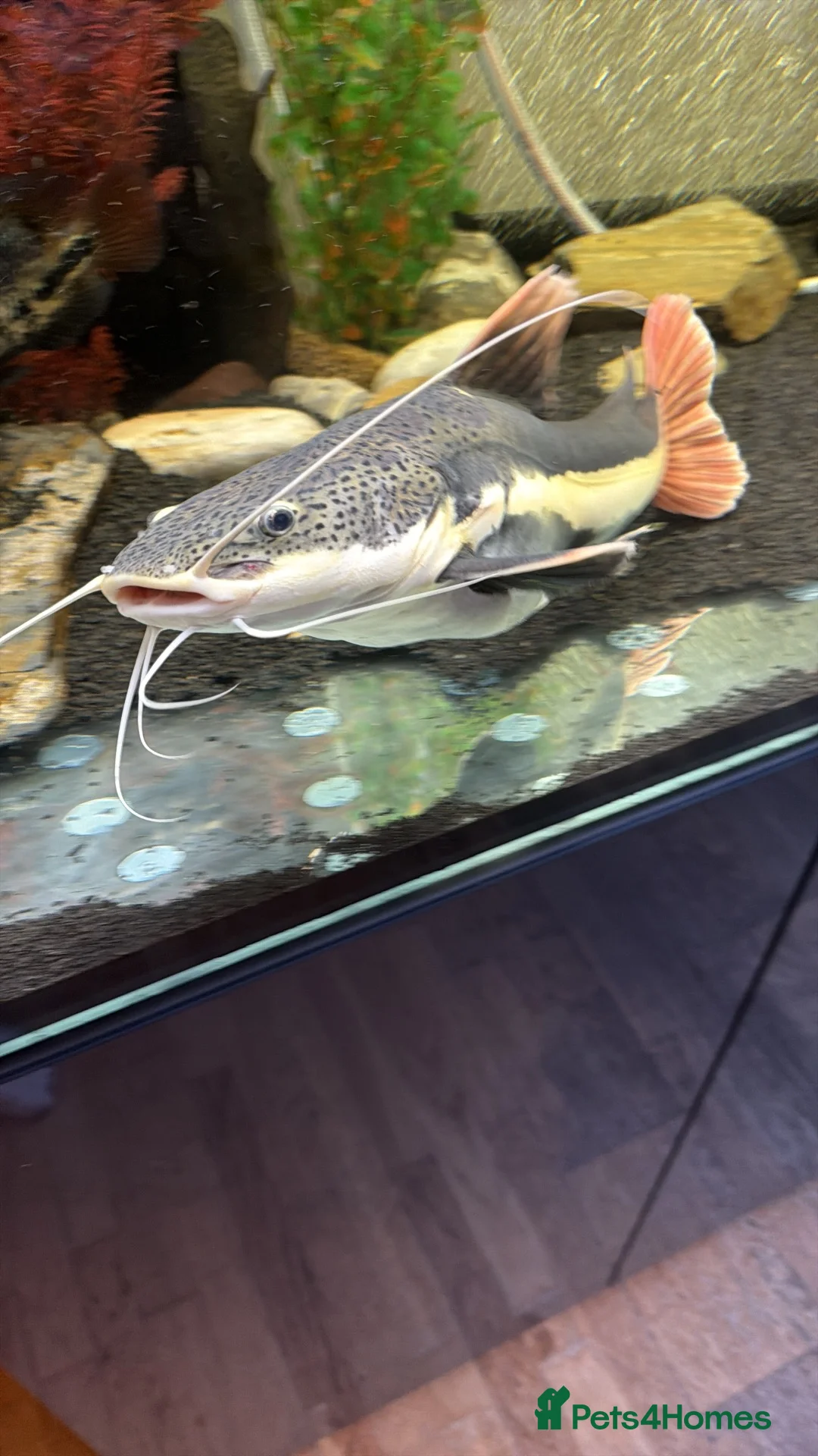 Catfish fish for sale: Red tail cat fish  in Addlestone - Advert 2