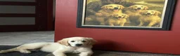 Golden Retriever dogs for sale: KC name is Leela seashell  - Advert 6