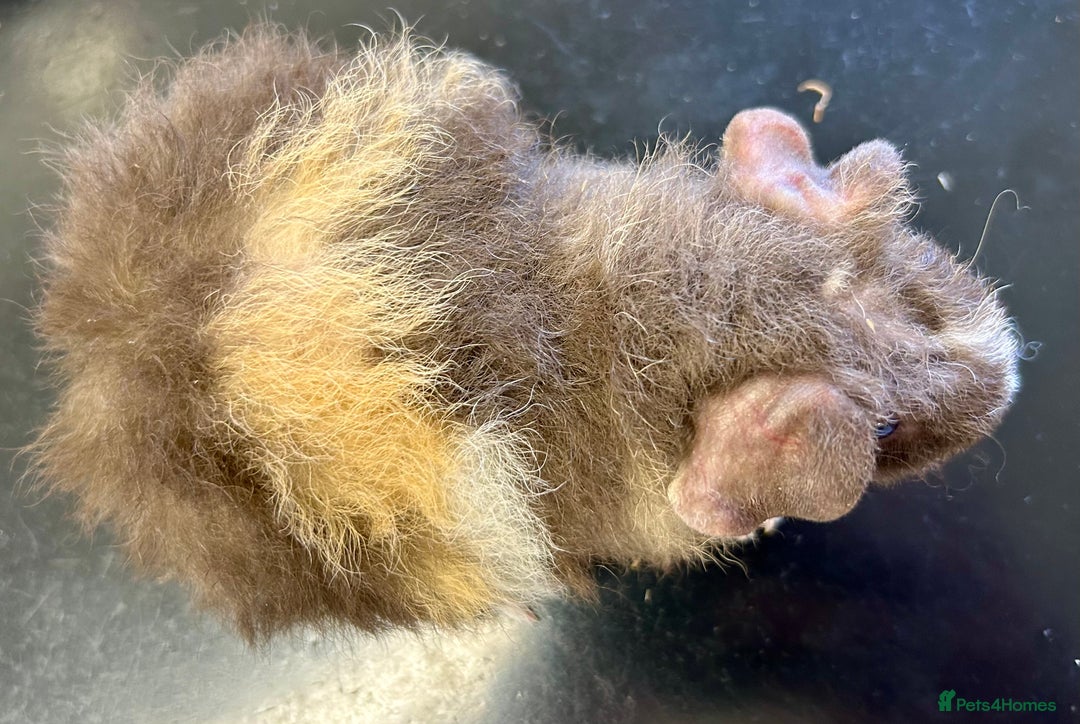 Guinea Pig rodents for sale: Teddy Guinea Pig Baby Boars - Image 14