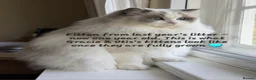 Ragdoll cats for sale: Show-class kittens ready for new homes! - Advert 8
