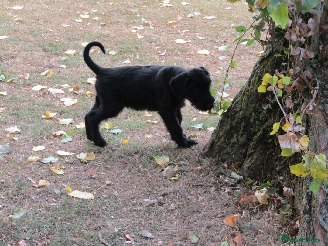 Giant Schnauzer dogs for sale: Top Quality Giant Schnauzer Pups. - Image 8