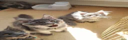 Maine Coon cats for sale: Last stunning Maine Coon kitten - Advert 14