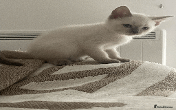 Ragdoll cats for sale: RAGDOLL x BSH KITTENS - Image 10