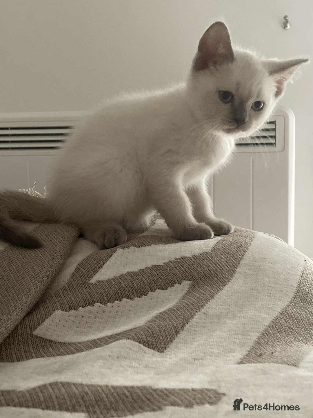 Ragdoll cats for sale: RAGDOLL x BSH KITTENS - Image 10