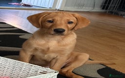 Labrador Retriever dogs for sale: famale lab  - Image 1