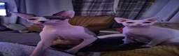 Sphynx cats for sale: Gorgeous bonded pair of Sphynx cats in Worthing - Advert 6