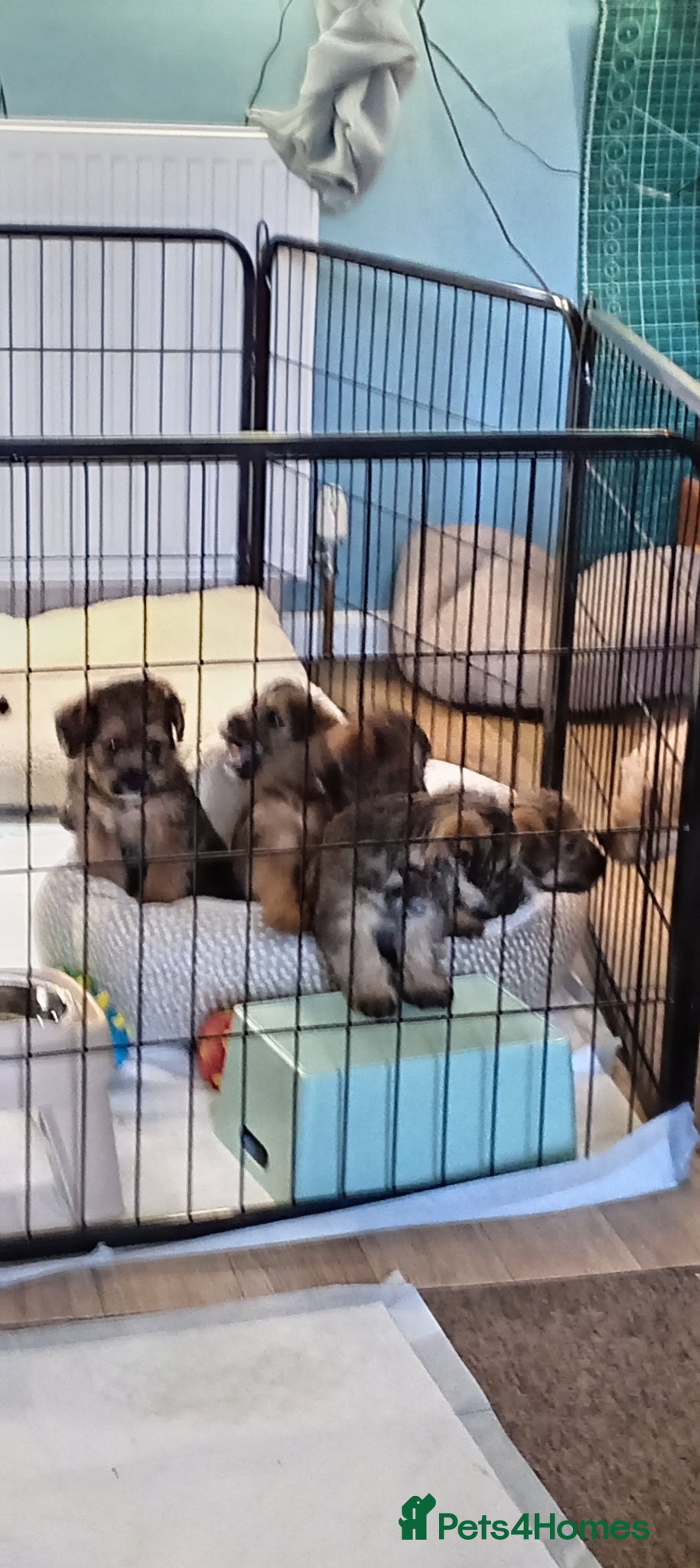 Mixed Breed dogs Maltipoo X Border Terrier mixed breed (Borderpoo) - Advert 2