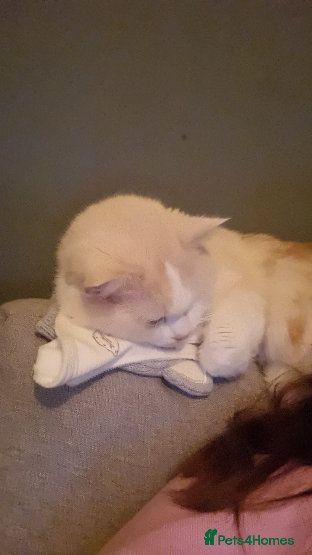 British Longhair cats for sale: Loki - cat for rehoming  - Image 3