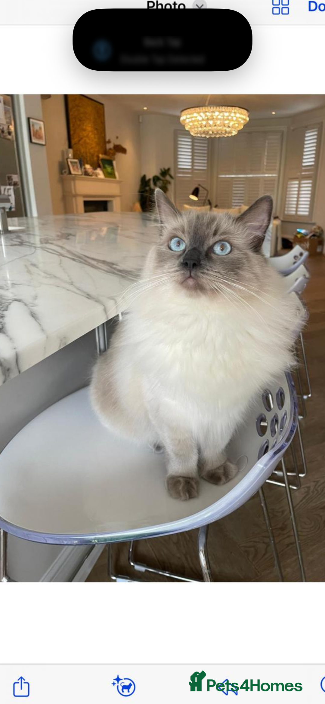 Ragdoll cats for sale: Stunning GCCF reg ragdoll kittens available now  - Image 15