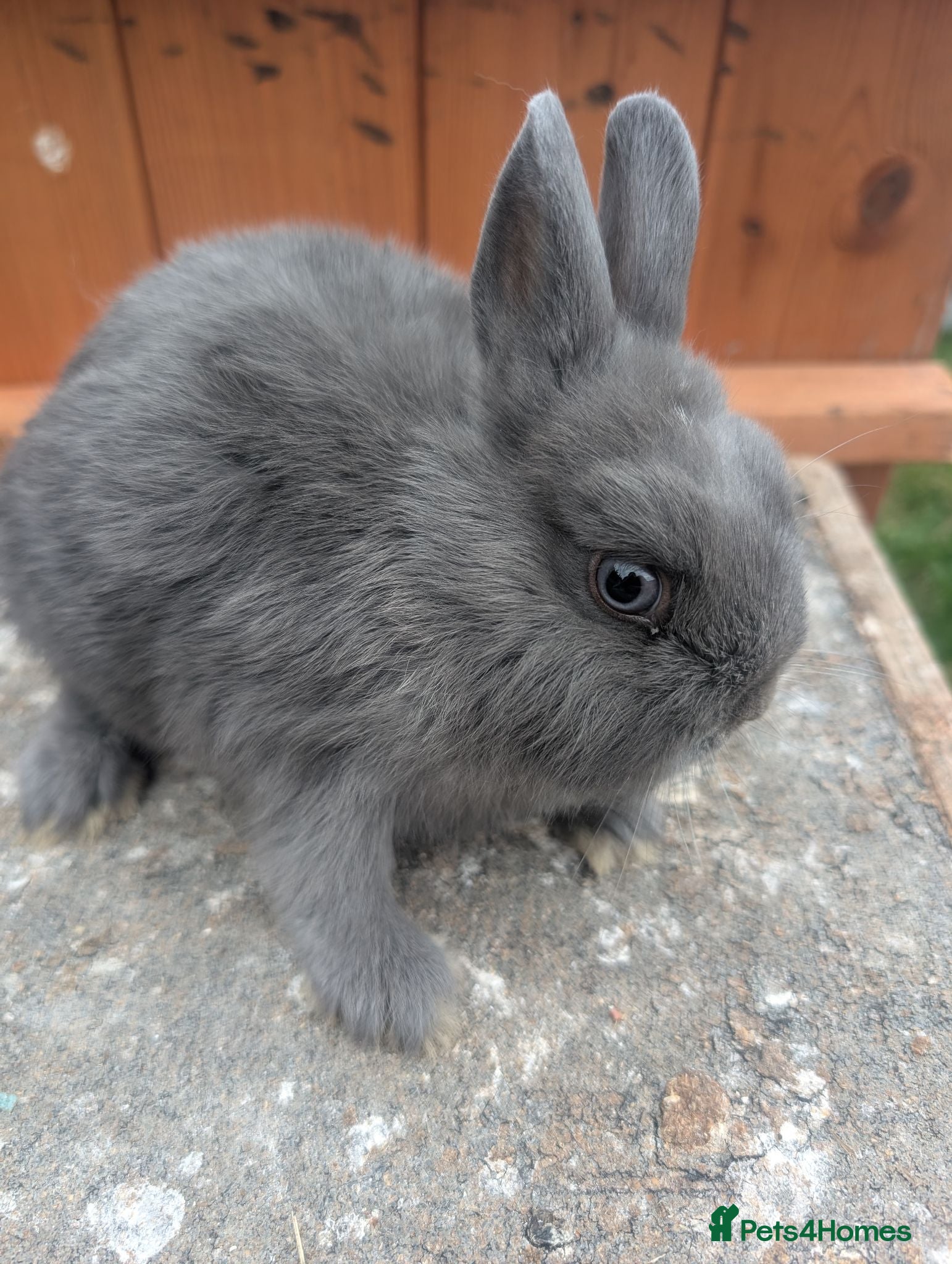 Netherland Dwarf rabbits Netherlands dwarf babys  - Advert 1