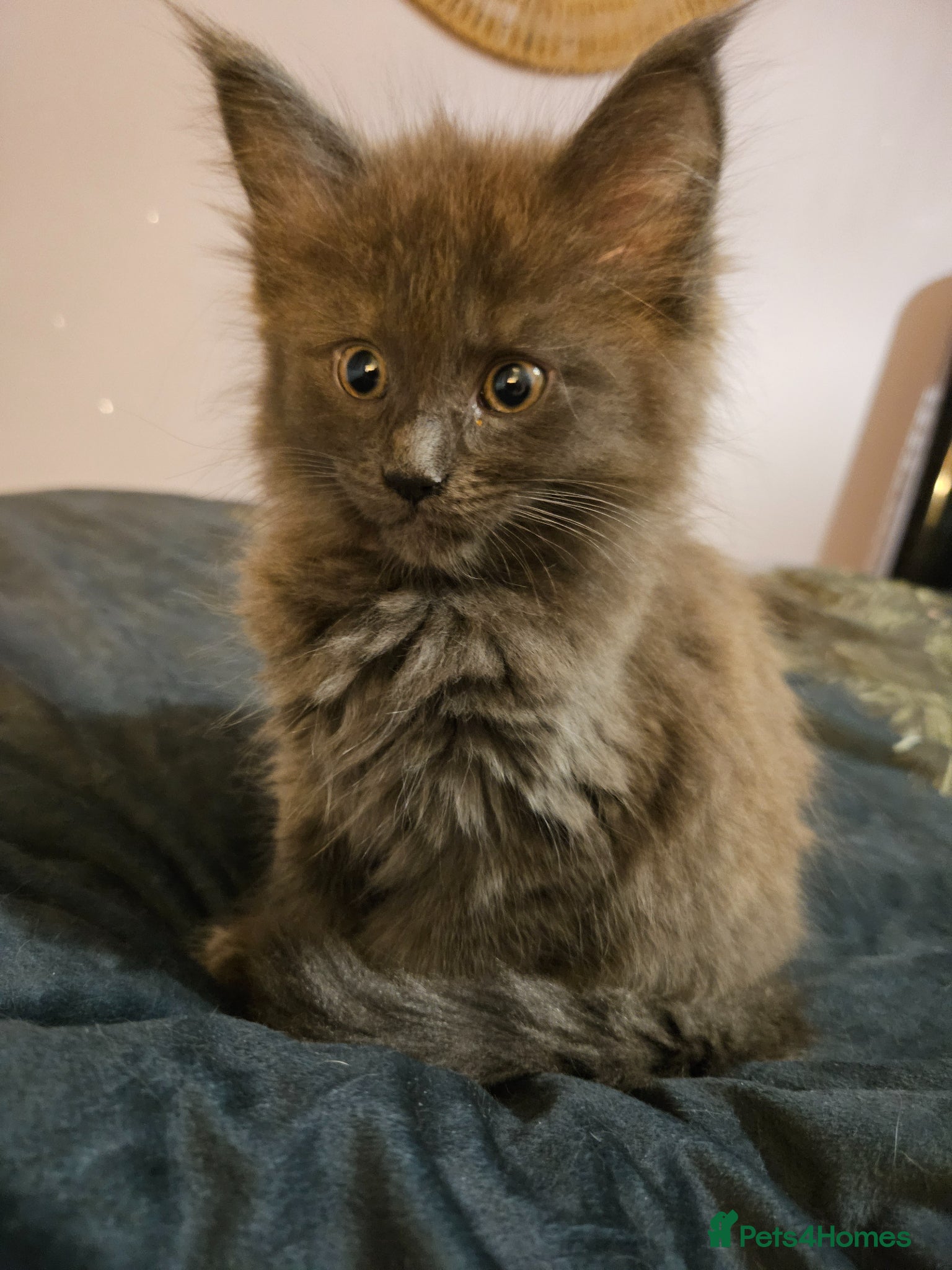 Maine Coon cats NEW PICS GCCF registered Blue  Maine coon litter  - Advert 13