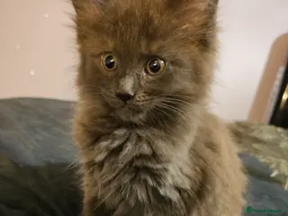 Maine Coon cats NEW PICS GCCF registered Blue Maine coon litter - Advert 13