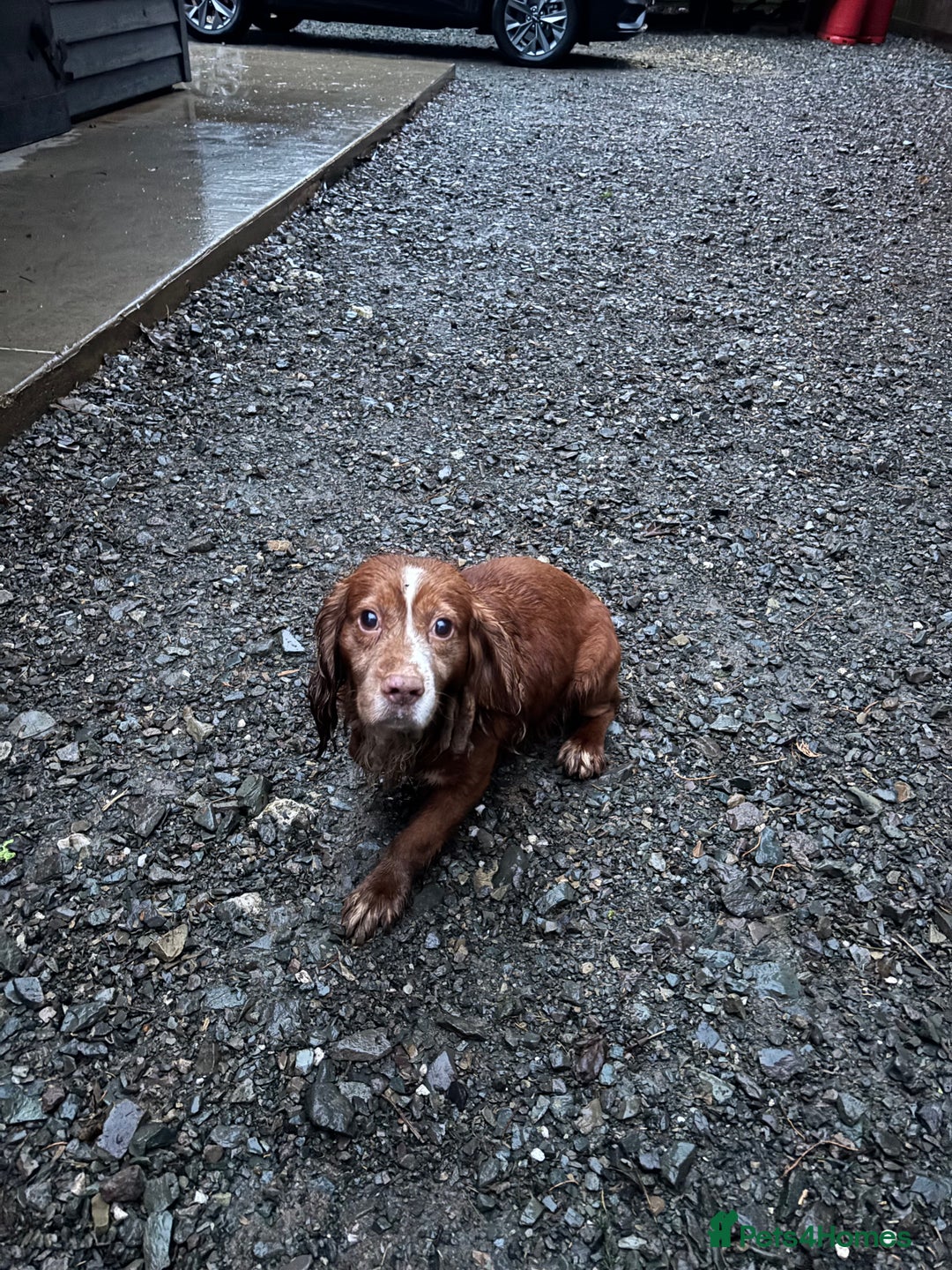 Cocker Spaniel dogs for sale: George is  **   - Advert 1