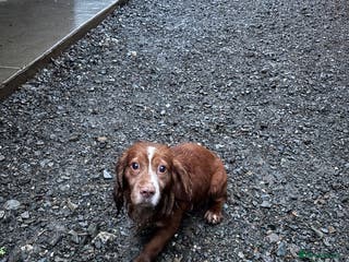 Cocker Spaniel dogs George is ** - Advert 1