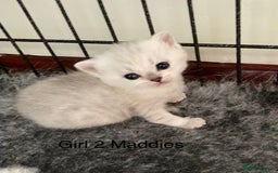 British Shorthair cats for sale: BSH Black Tipped GCCF Reg Kittens - Image 18