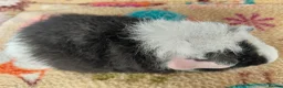 Guinea Pig rodents for sale: Baby Boars In Different Breeds  - Advert 22