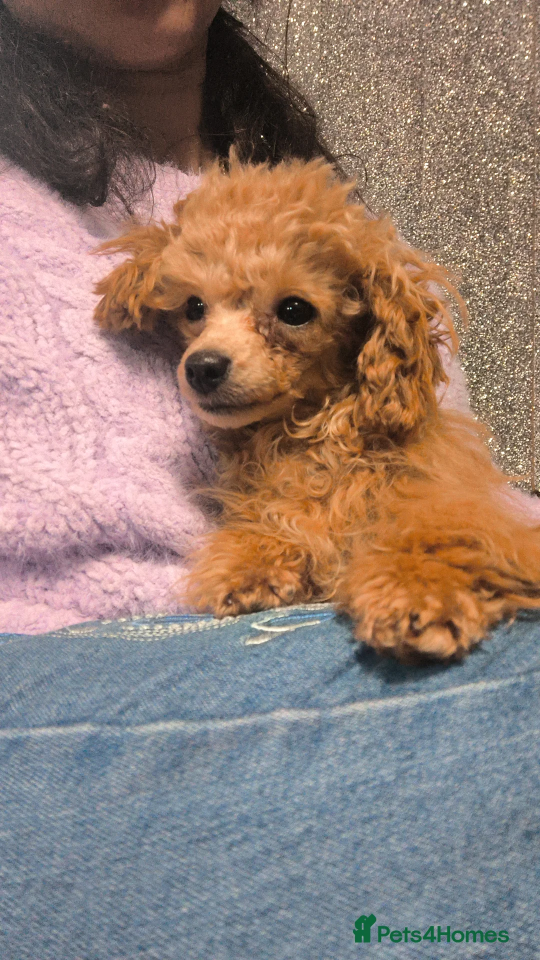 Toy Poodle dogs for sale: KC Real Toy Poodle 1 female and 1 male  puppy - Advert 1