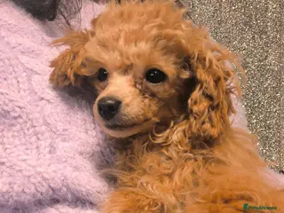 Toy Poodle dogs KC Real Toy Poodle 1 female and 1 male puppy - Advert 18