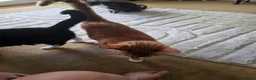 Mixed Breed cats for sale: 2 female 2 male cats  - Advert 2