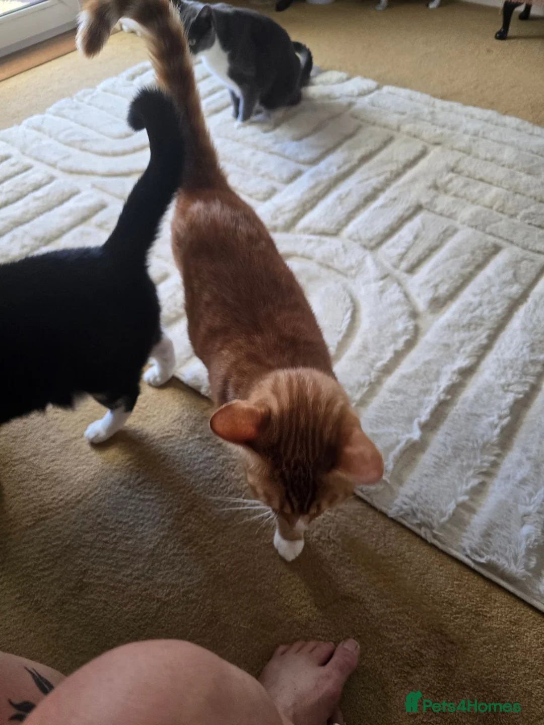 Mixed Breed cats for sale: 2 female 2 male cats  - Advert 2