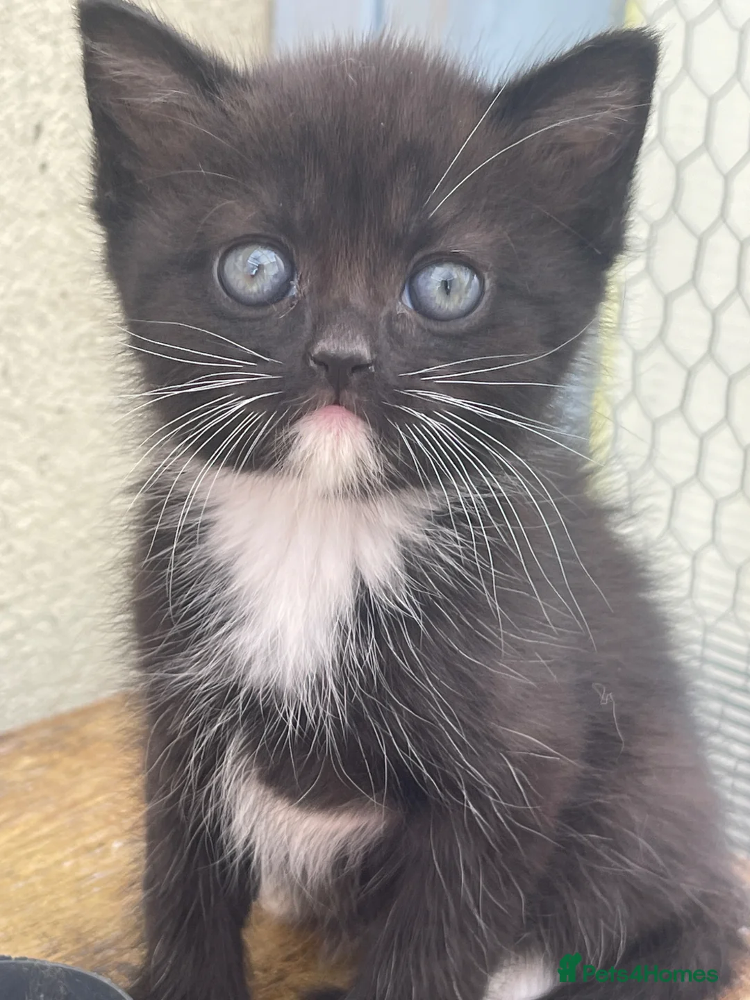 Mixed Breed cats for sale: Mixed british shorthair kittens - Advert 1