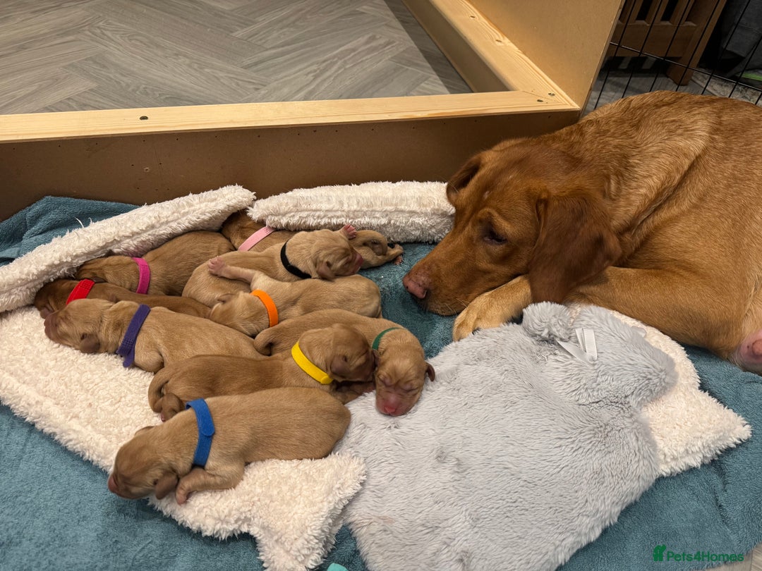 Labrador Retriever dogs for sale: Fox Red litter born 5th August - Image 16