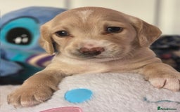 Mixed Breed dogs for sale: Cocker Spaniel Puppies – 4 Weeks Old - reserve now - Advert 12