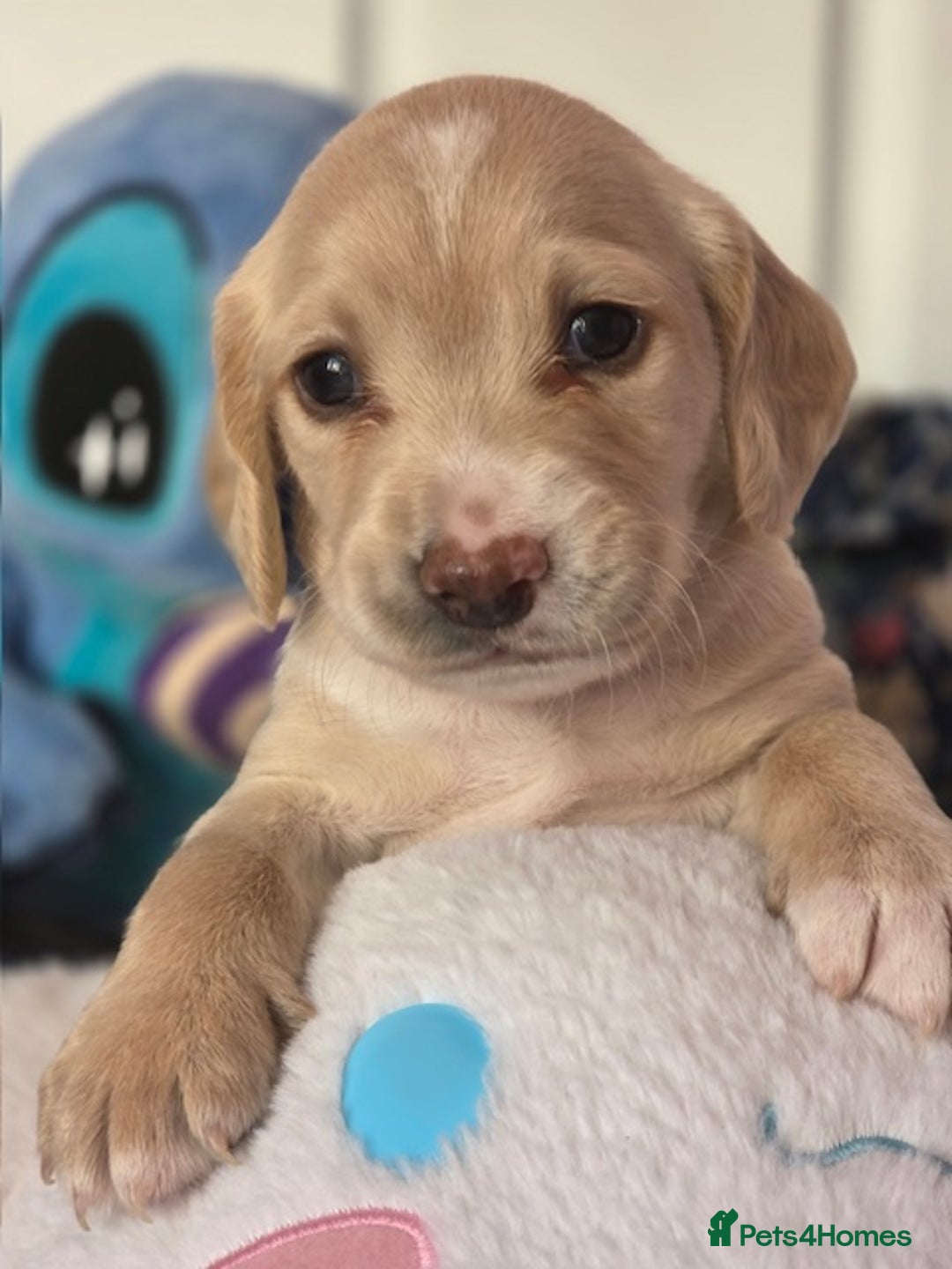 Mixed Breed dogs for sale: Cocker Spaniel Puppies – 4 Weeks Old - reserve now - Advert 12
