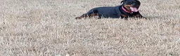 Rottweiler dogs for sale: KC  REGISTERED Chunky bold pups - Advert 4