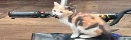 Arabian Mau cats for sale: 5 lovely kittens - Advert 2