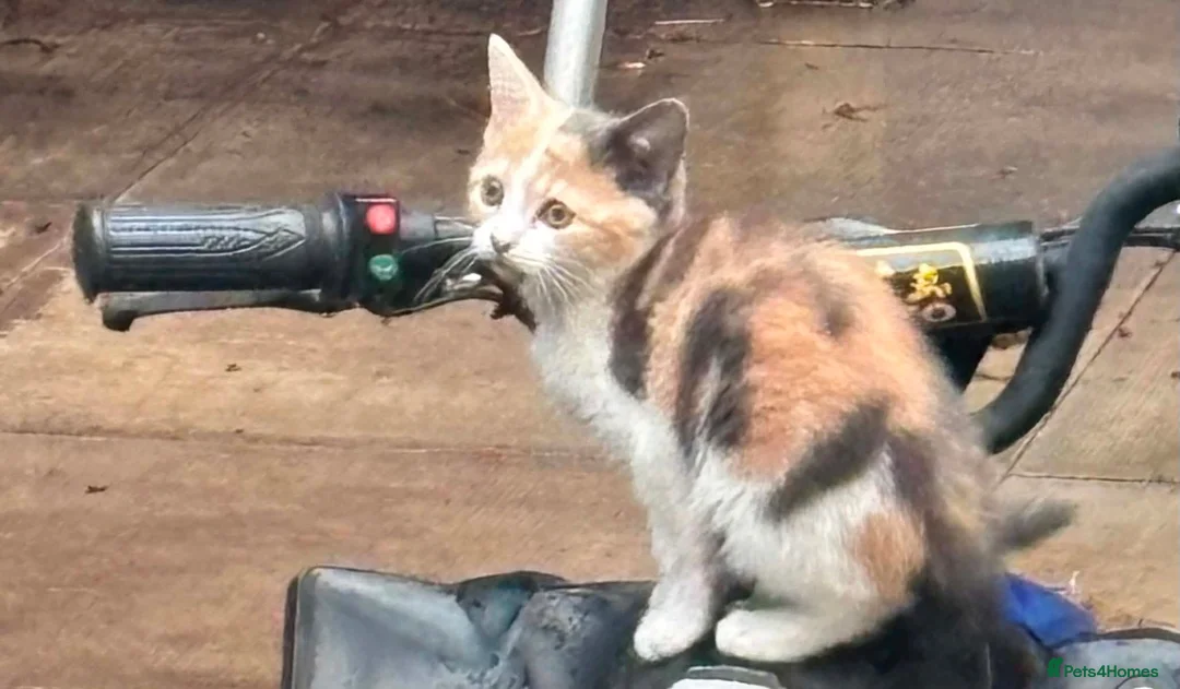 Arabian Mau cats for sale: 5 lovely kittens - Advert 2