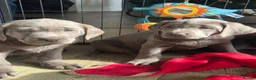Labrador Retriever dogs for sale: 🤍 beautiful chunky silver/charcoal KC reg pups 🤍 - Advert 13