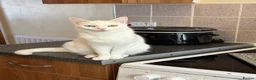 Mixed Breed cats for sale: Mixed khoa manee and bengle  - Advert 1