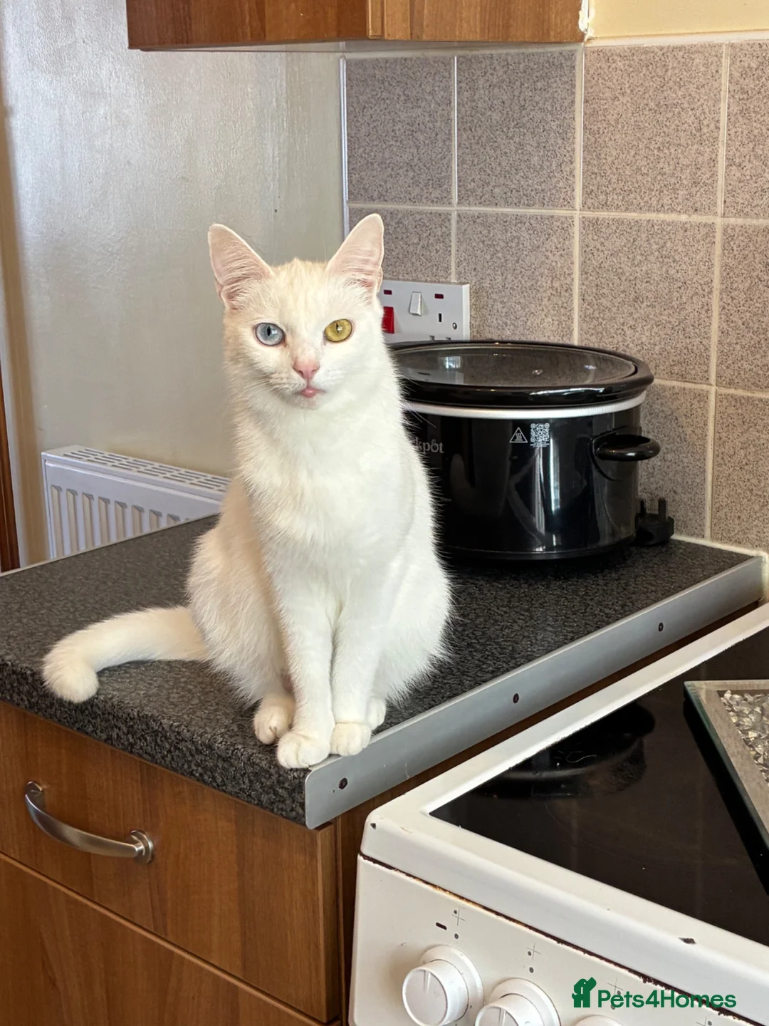 Mixed Breed cats for sale: Mixed khoa manee and bengle  - Advert 1